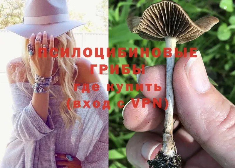 Галлюциногенные грибы Psilocybine cubensis  купить закладку  Карпинск 